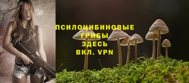 Галлюциногенные грибы Cubensis  даркнет какой сайт  Кинешма 